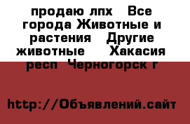 продаю лпх - Все города Животные и растения » Другие животные   . Хакасия респ.,Черногорск г.